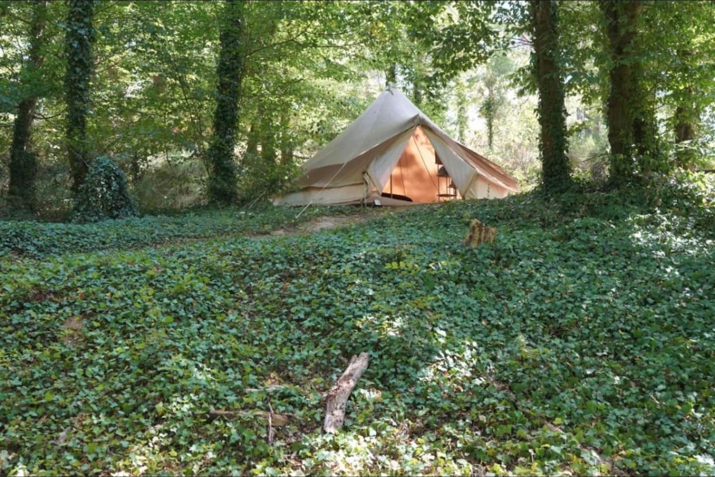 La yourte au milieu des sous-bois du domaine